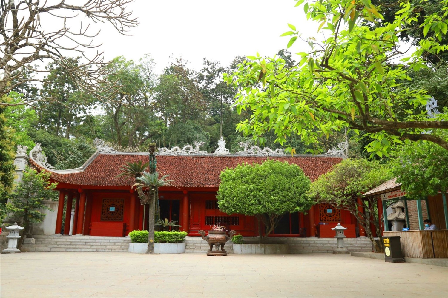 Chiêm ngưỡng cây vạn tuế 800 năm tuổi trong khu di tích Đền Hùng