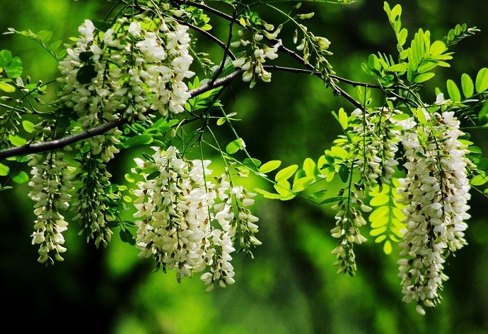 “Trồng cây có tán, đón lộc quanh năm”: Người xưa chọn cây gì để nhà lúc nào cũng đủ đầy?
