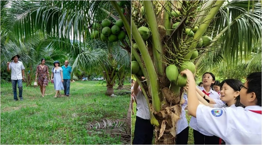 Làm du lịch từ vườn dừa, kể chuyện bằng mã QR: Cách nông dân Khánh Hòa nâng tầm trái cây địa phương