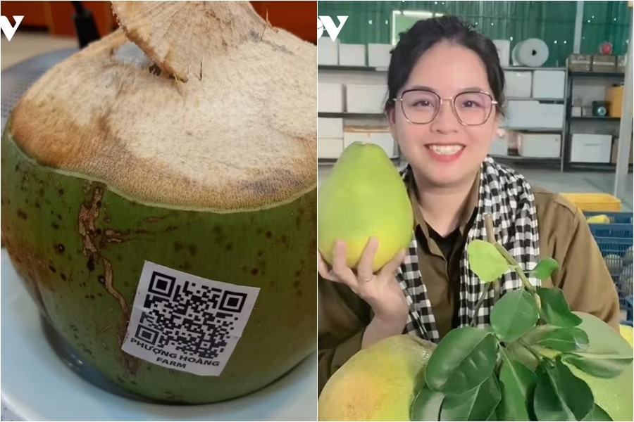 Làm du lịch từ vườn dừa, kể chuyện bằng mã QR: Cách nông dân Khánh Hòa nâng tầm trái cây địa phương
