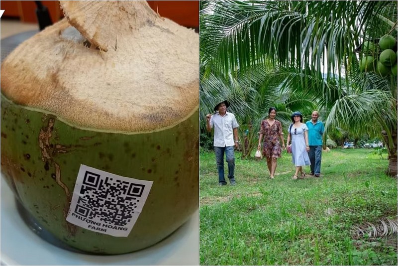 Làm du lịch từ vườn dừa, kể chuyện bằng mã QR: Cách nông dân Khánh Hòa nâng tầm trái cây địa phương