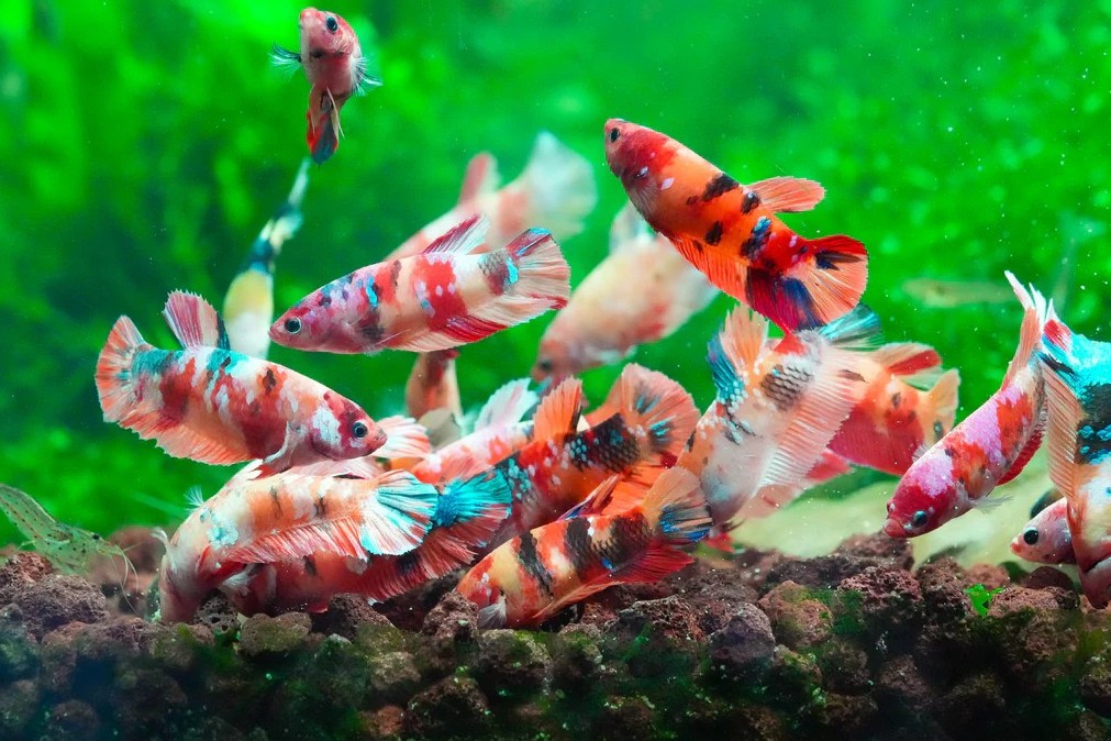 Trào lưu nuôi cá Betta thủy sinh lan rộng ở đô thị