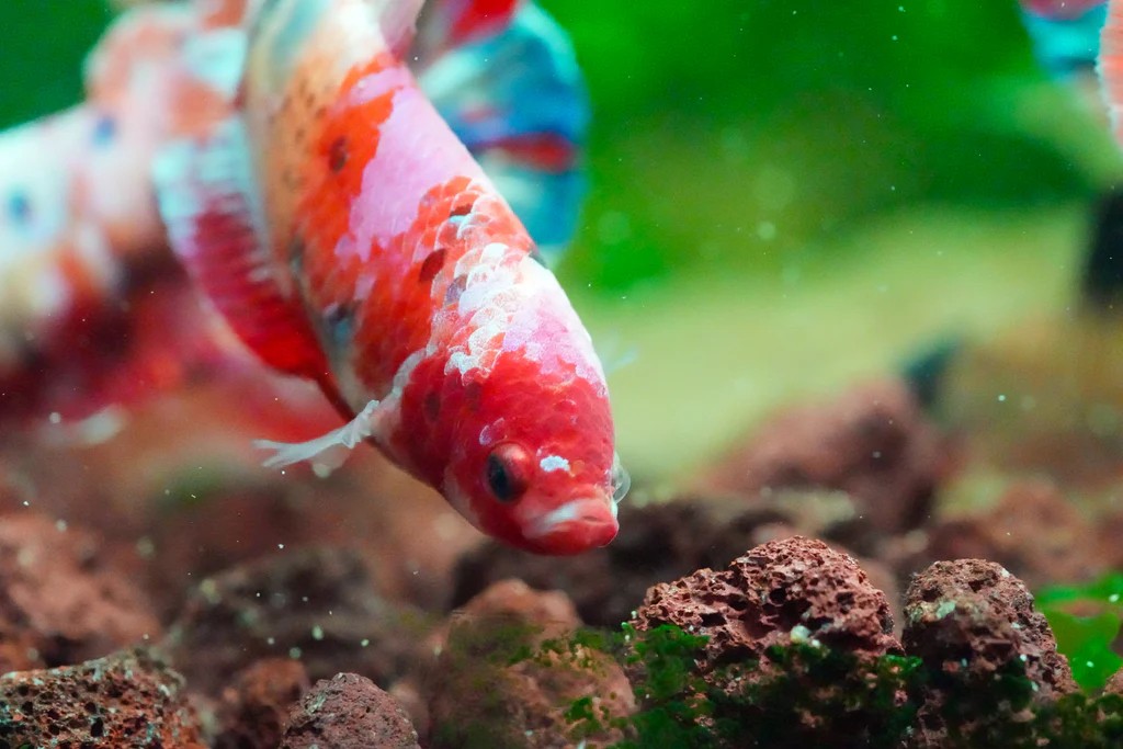 Trào lưu nuôi cá Betta thủy sinh lan rộng ở đô thị