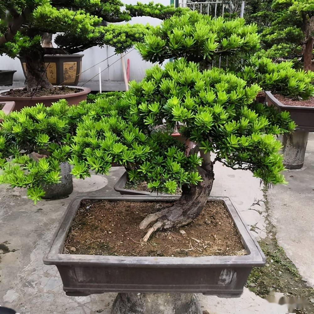 Cây hợp mệnh - nhà thịnh vượng: 5 loại cây nên trồng quanh nhà để phúc khí sinh sôi Cây hợp mệnh - nhà thịnh vượng: 5 loại cây nên trồng quanh nhà để phúc khí sinh sôi