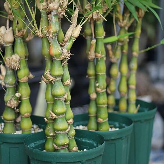 Cây hợp mệnh - nhà thịnh vượng: 5 loại cây nên trồng quanh nhà để phúc khí sinh sôi Cây hợp mệnh - nhà thịnh vượng: 5 loại cây nên trồng quanh nhà để phúc khí sinh sôi