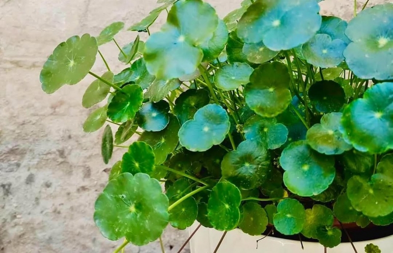 Trồng 6 loại cây phong thủy này vào mùa hè, cành lá tươi tốt, rước tài lộc vào nhà