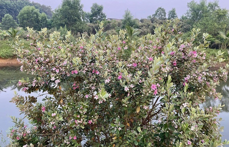 Loài cây mọc đầy đồi núi bất ngờ thành “mỏ vàng”, giá bán khiến nhiều người giật mình