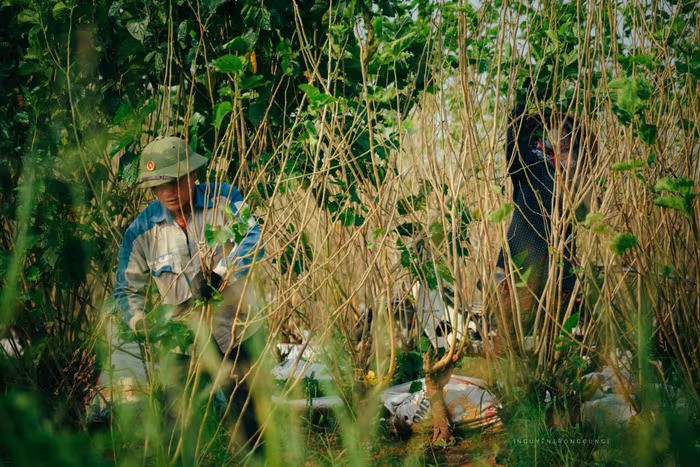 Khám phá làng nghề nuôi tằm và kéo tơ tại Vũ Tiên, Hưng Yên