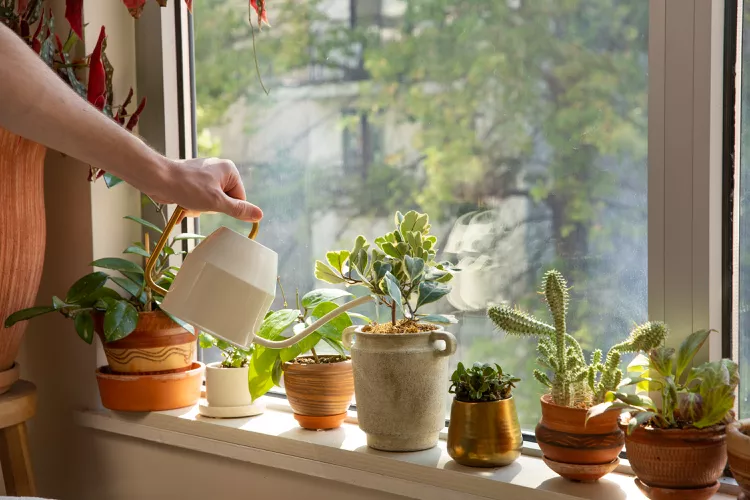 Cách tưới cây trồng trong nhà đẹp: Bí kíp giúp cây sống khỏe, quanh năm xanh tốt Cách tưới cây trồng trong nhà đẹp: Bí kíp giúp cây sống khỏe, quanh năm xanh tốt