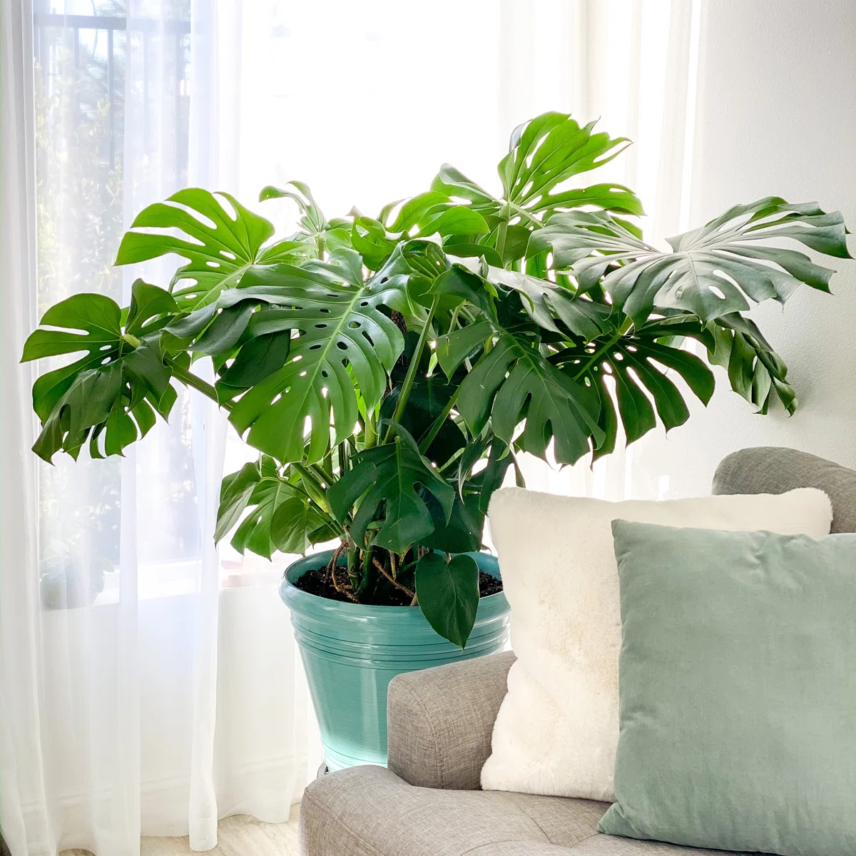 Cách tưới cây trồng trong nhà đẹp: Bí kíp giúp cây sống khỏe, quanh năm xanh tốt Cách tưới cây trồng trong nhà đẹp: Bí kíp giúp cây sống khỏe, quanh năm xanh tốt