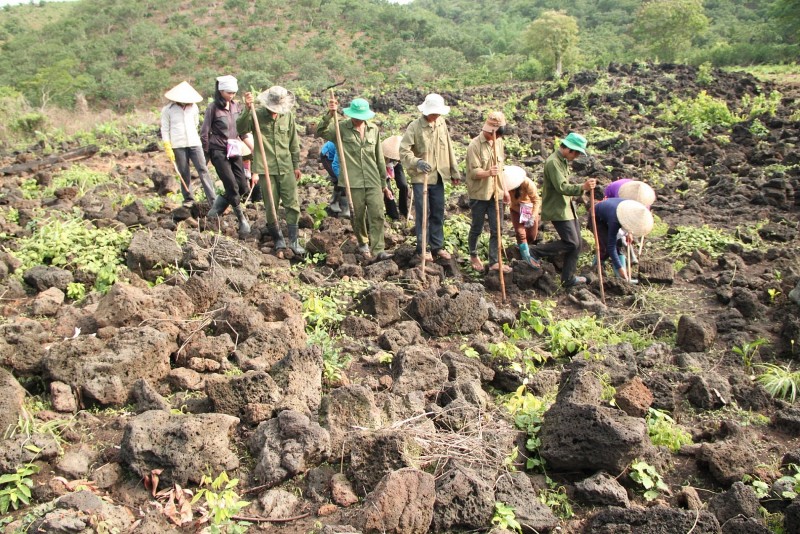 Chọc đá gieo hạt: Mùa ngô hồi sinh trên đất núi lửa Tây Nguyên