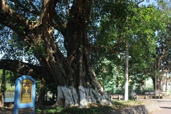 Ngôi làng hơn 1.000 năm tuổi ở Ninh Bình, sở hữu cây bồ đề cổ thụ cao hơn 20 mét