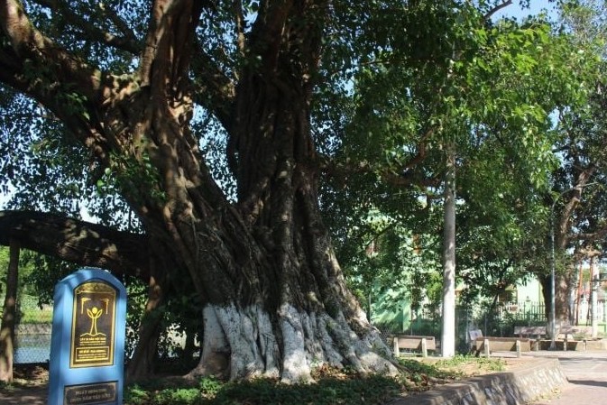 Ngôi làng hơn 1.000 năm tuổi ở Ninh Bình, sở hữu cây bồ đề cổ thụ cao hơn 20 mét