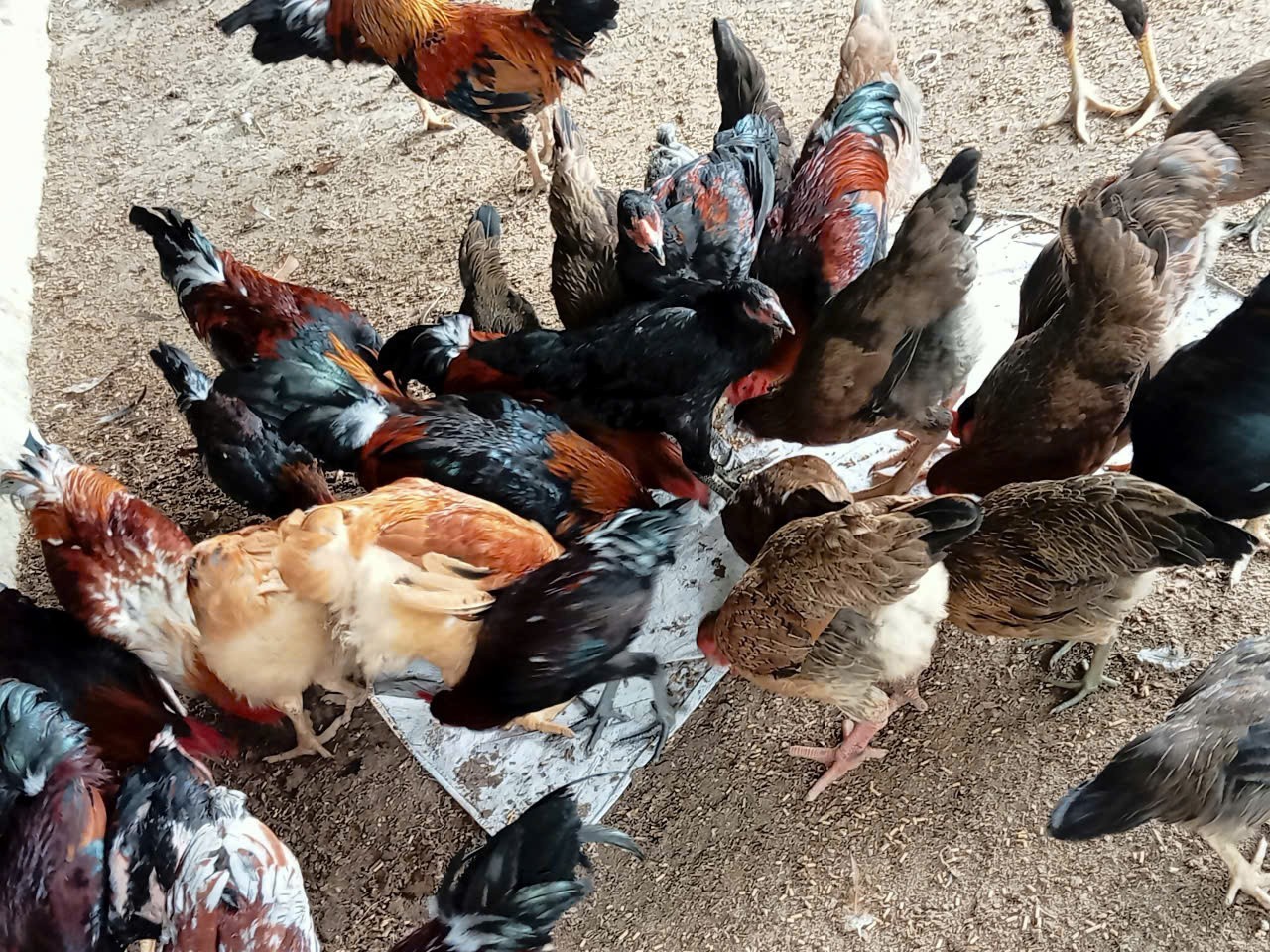 Mô hình nuôi gà ri giúp đồng bào người Thái ở Thanh Hóa ổn định sinh kế