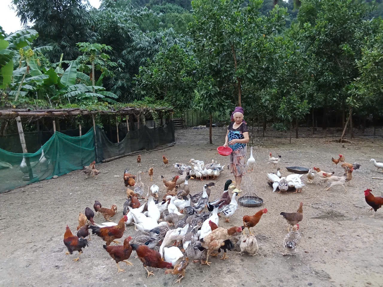 Mô hình nuôi gà ri giúp đồng bào người Thái ở Thanh Hóa ổn định sinh kế