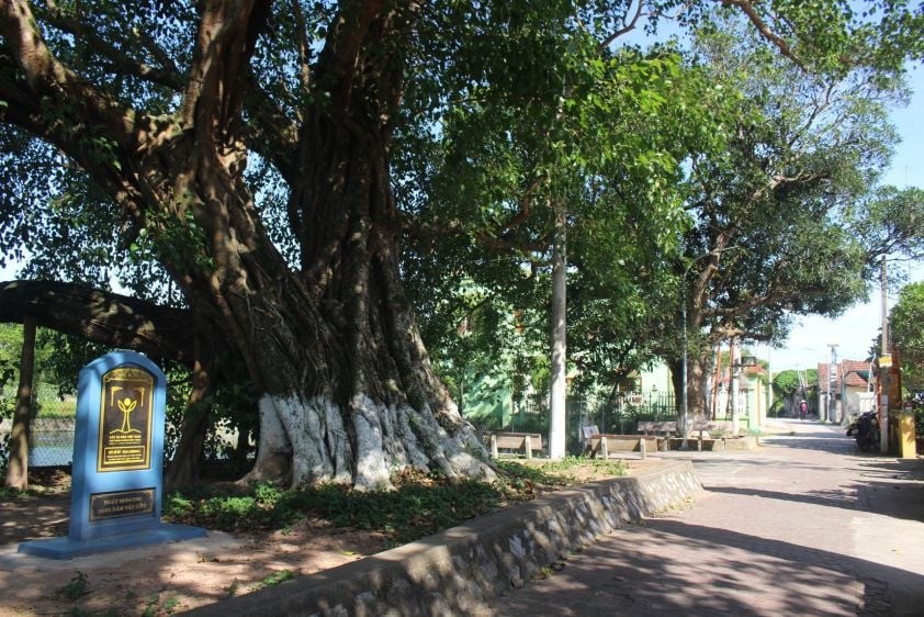 Ngôi làng hơn 1.000 năm tuổi ở Ninh Bình, sở hữu cây bồ đề cổ thụ cao hơn 20 mét