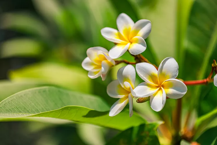 Càng đẹp càng xui: Cảnh báo 5 loài hoa trồng trước nhà kẻo rước họa vào thân