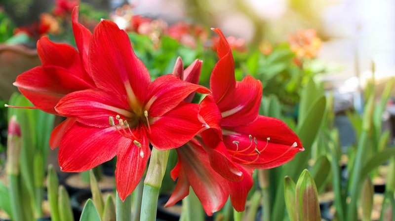 Càng đẹp càng xui: Cảnh báo 5 loài hoa trồng trước nhà kẻo rước họa vào thân