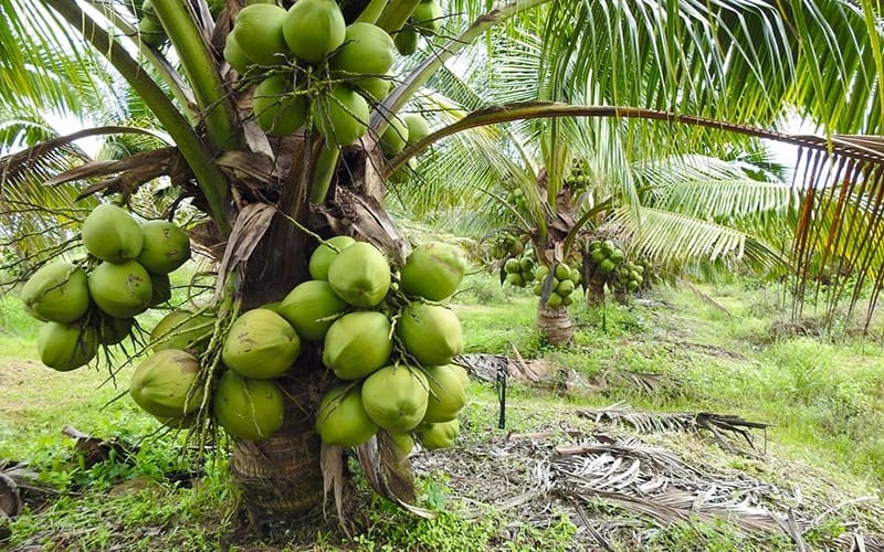 5 loại cây người xưa khuyên không nên trồng trước nhà