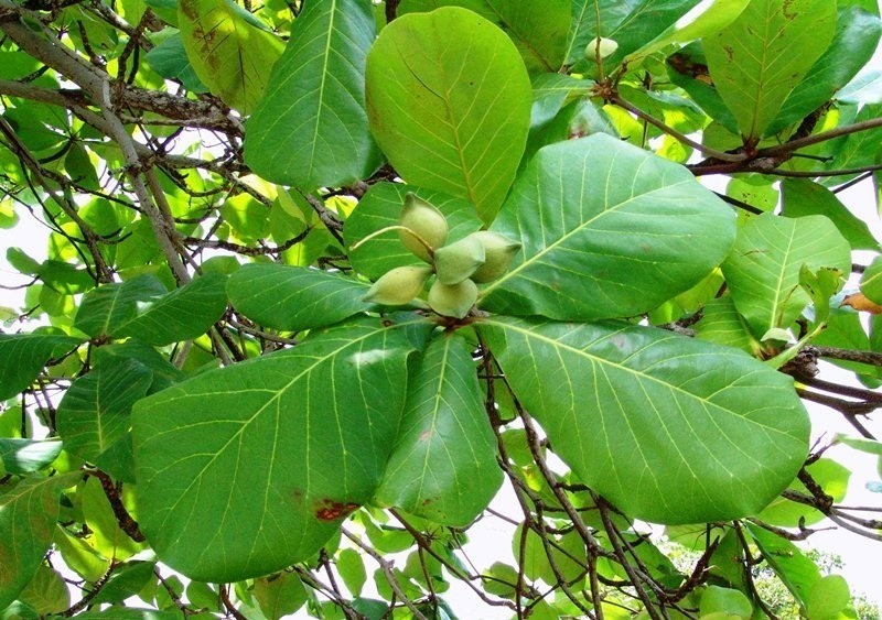 5 loại cây người xưa khuyên không nên trồng trước nhà