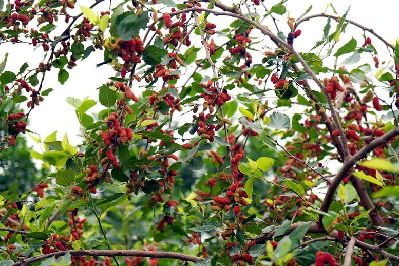 5 loại cây người xưa khuyên không nên trồng trước nhà