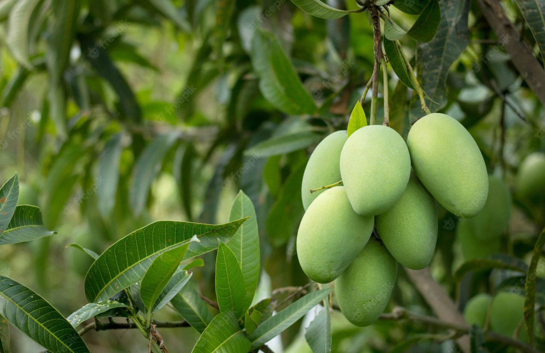 5 loại cây người xưa khuyên không nên trồng trước nhà
