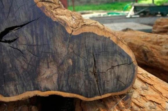 Chiêm ngưỡng loại gỗ quý hiếm quý hiếm bậc nhất thế giới, mỗi mét khối có giá lên tới 300 triệu đồng