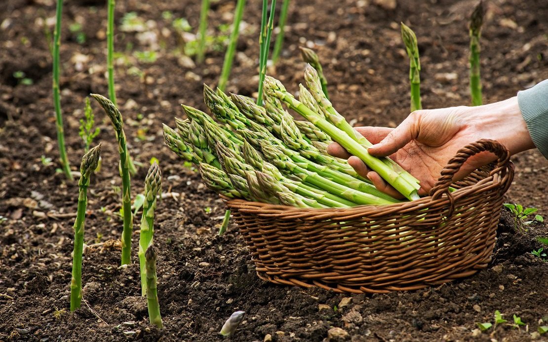 Loại rau giàu dinh dưỡng, “ngậm” ít thuốc trừ sâu, chợ nào ở Việt Nam cũng bán