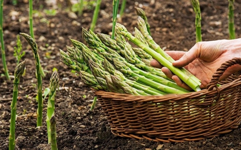 Loại rau giàu dinh dưỡng, “ngậm” ít thuốc trừ sâu, chợ nào ở Việt Nam cũng bán