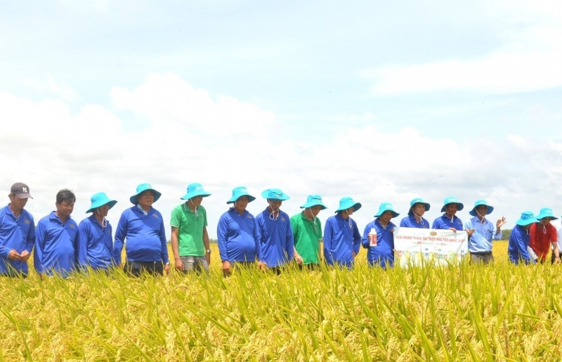 Đưa bộ giải pháp “Thần Tài” xuống đồng phèn, nông dân An Giang nâng cao năng suất lúa
