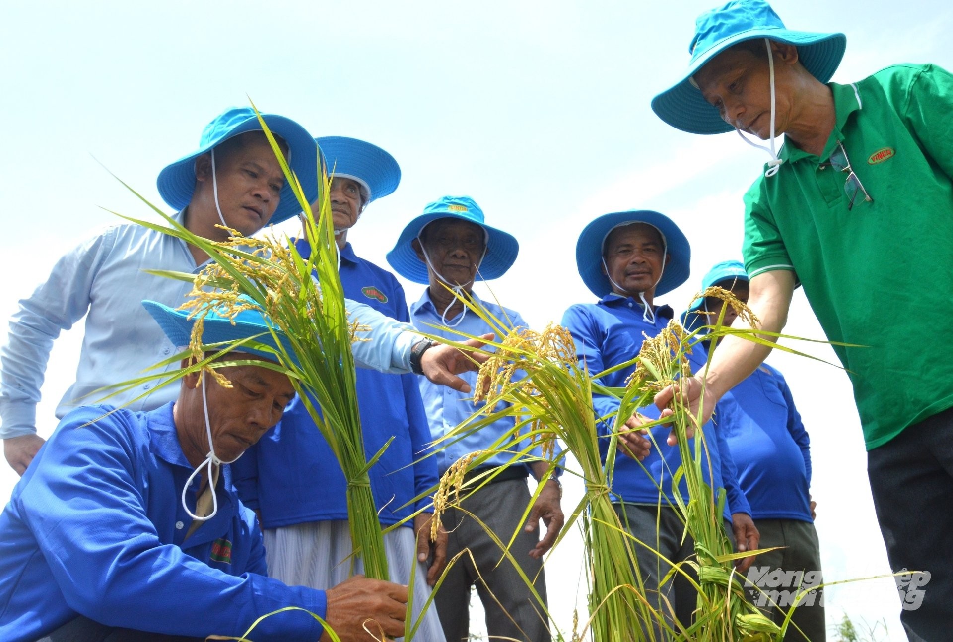 Đưa bộ giải pháp “Thần Tài” xuống đồng phèn, nông dân An Giang nâng cao năng suất lúa
