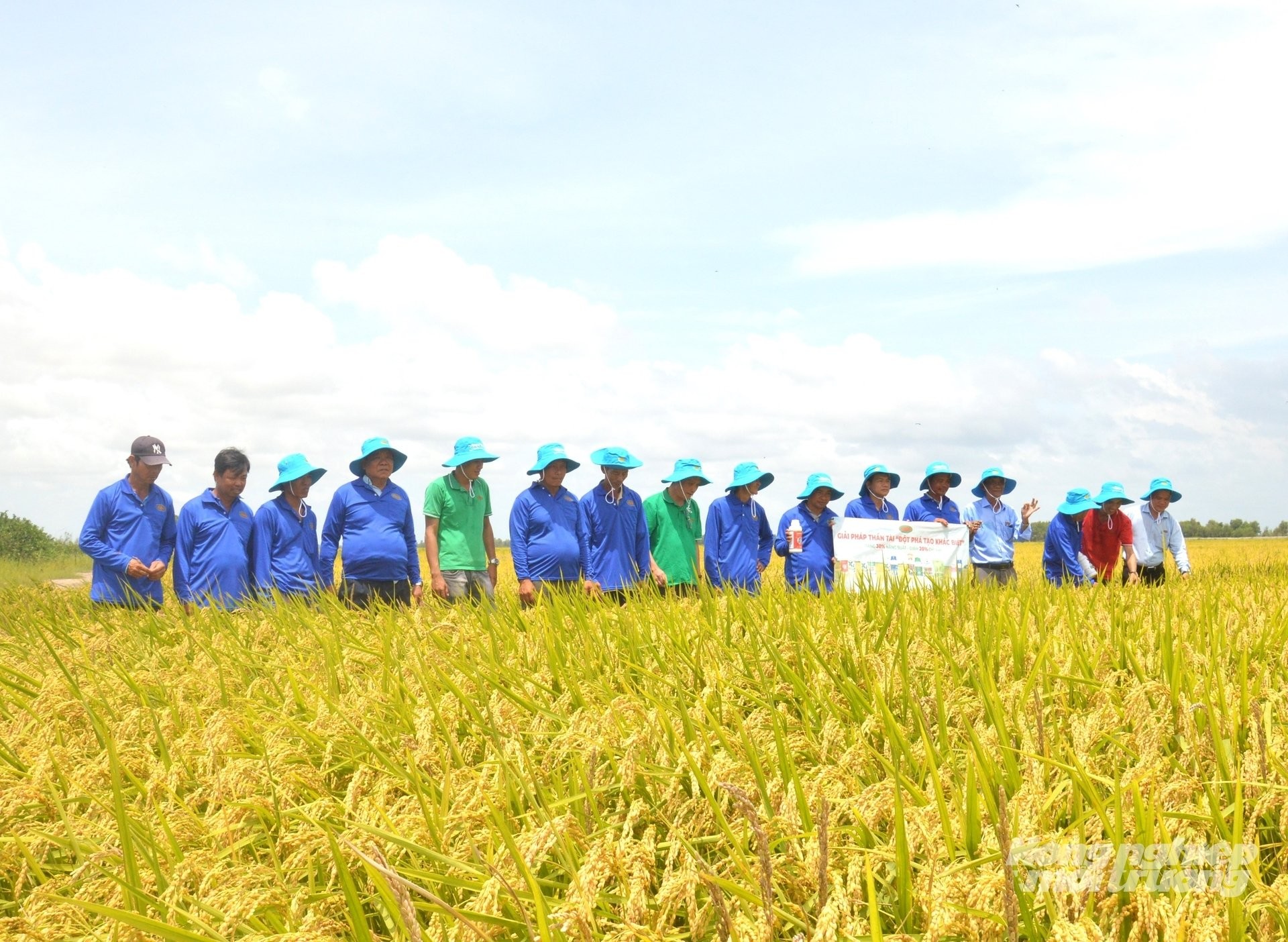 Đưa bộ giải pháp “Thần Tài” xuống đồng phèn, nông dân An Giang nâng cao năng suất lúa