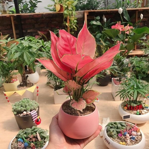 Cổ nhân gợi ý cho người mệnh Hỏa trồng cây để tài lộc không ngừng gõ cửa