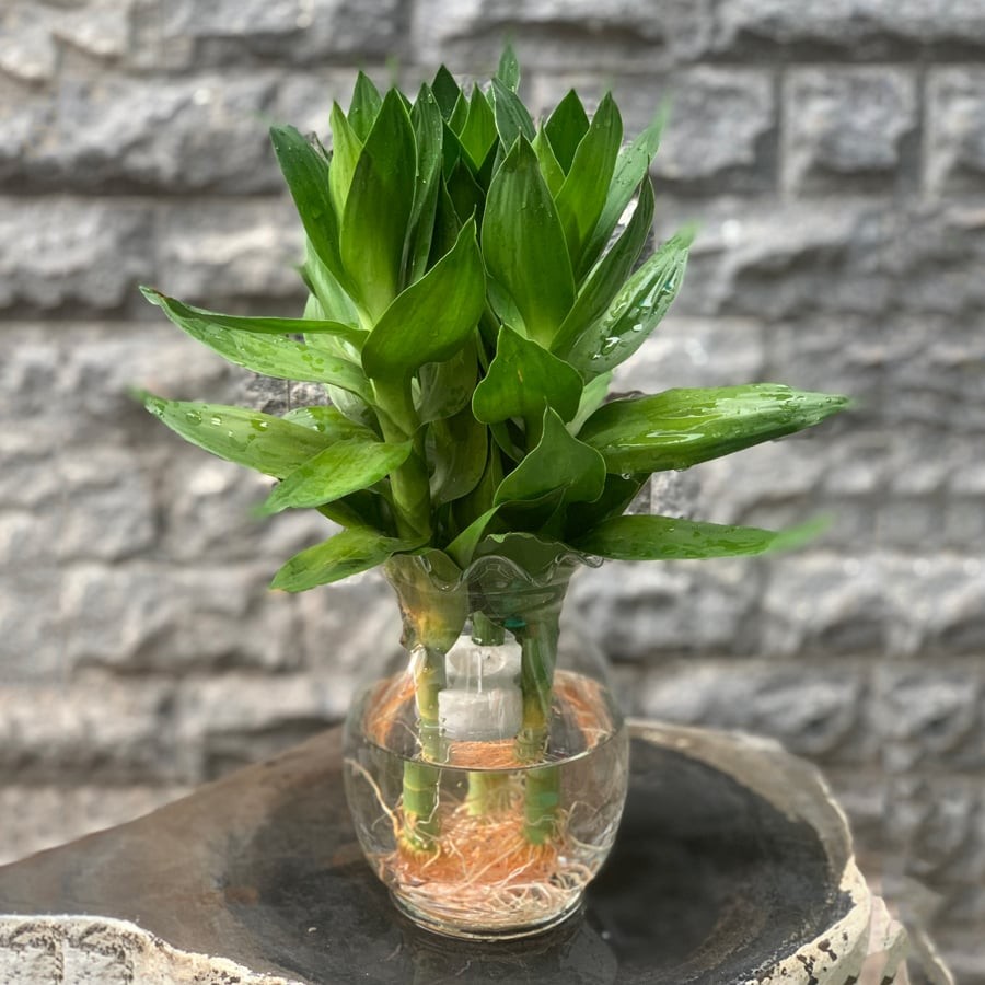 Cổ nhân dạy: Người mệnh Thổ muốn giữ lộc, hãy chọn đúng cây trồng