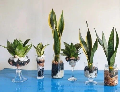 Cổ nhân dạy: Người mệnh Thổ muốn giữ lộc, hãy chọn đúng cây trồng