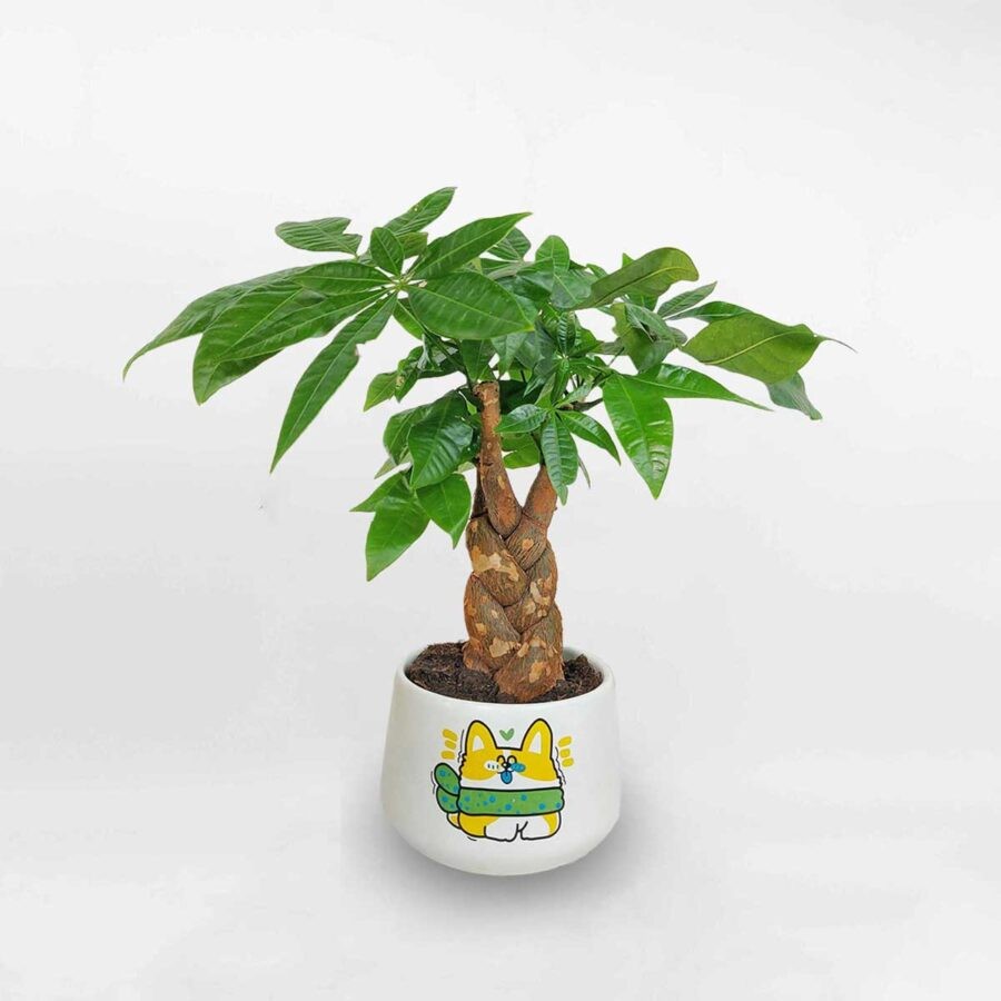 Cổ nhân gợi ý cho người mệnh Hỏa trồng cây để tài lộc không ngừng gõ cửa