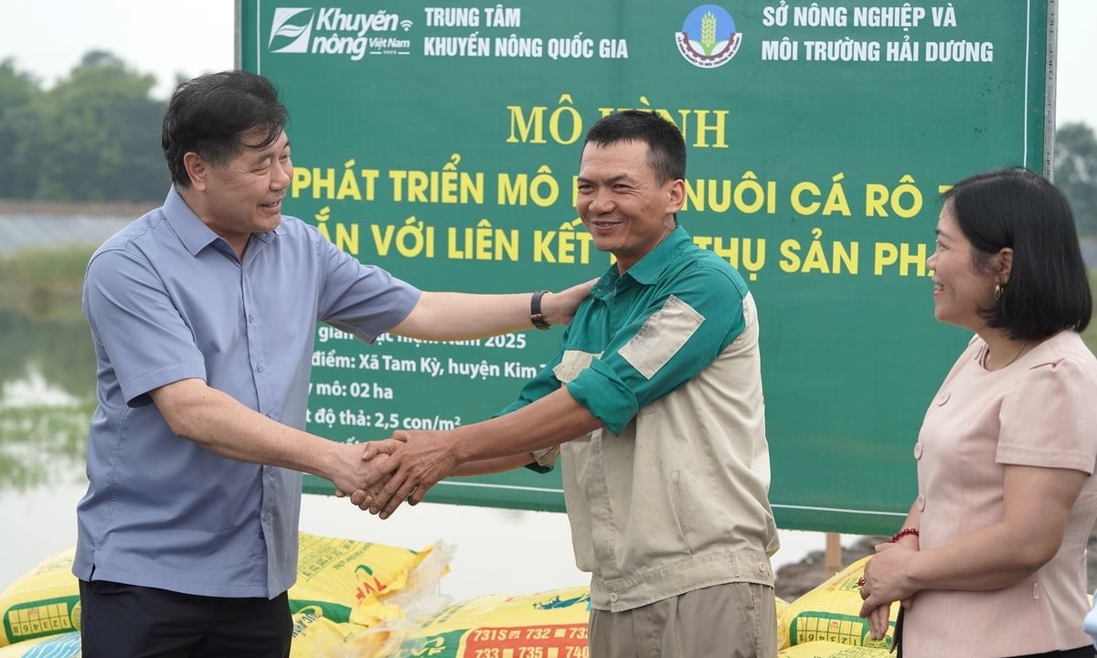 Ruộng hoang thành “ao vàng” nhờ loài cá giống mới, xuất khẩu chục triệu USD sang Mỹ và Nga