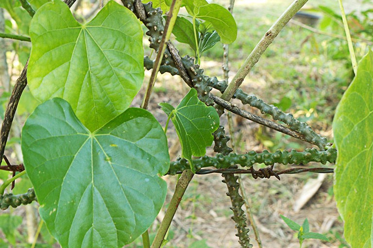 Từ cỏ dại đến 