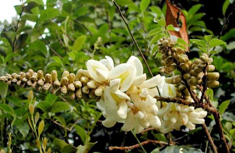 Từ cỏ dại đến 