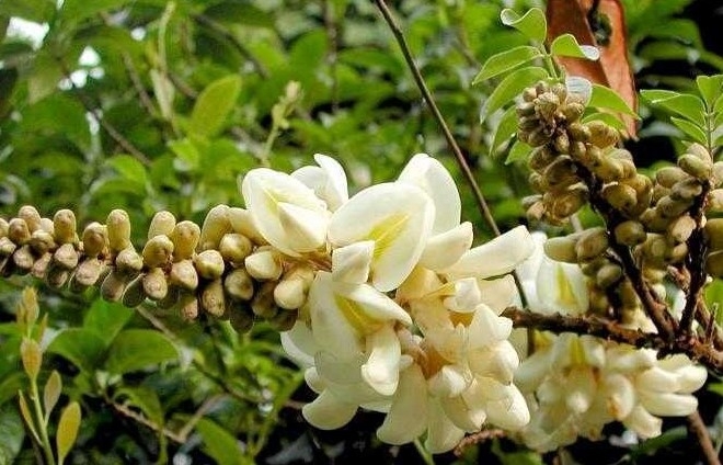 Từ cỏ dại đến "báu vật": Ba loài cây giúp dân vùng cao thu bạc triệu mỗi ngày