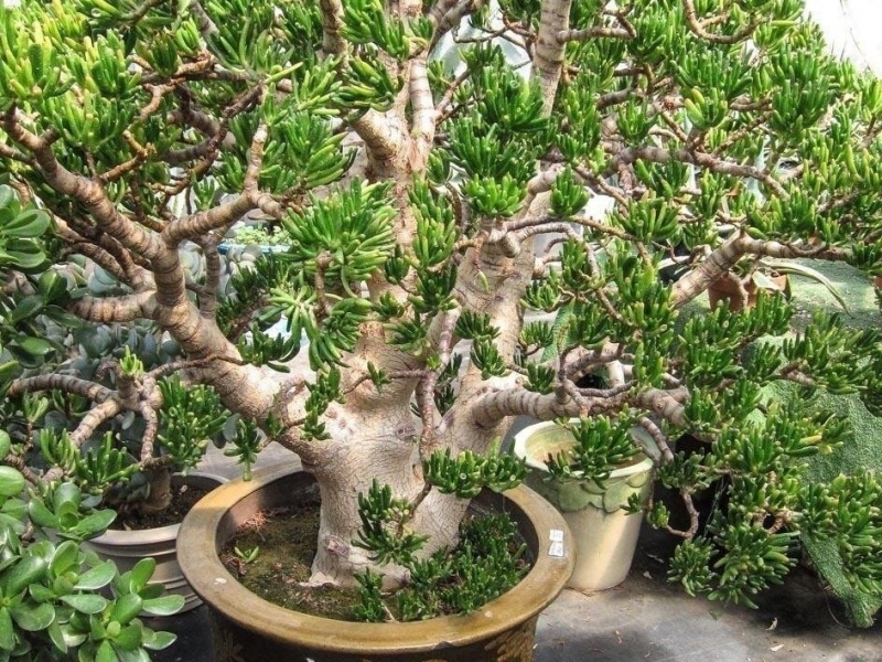 “Cây ngậm tiền”: món quà phong thủy sống cả thập kỷ, lớn lên thành “cổ thụ” giữ của cho gia chủ