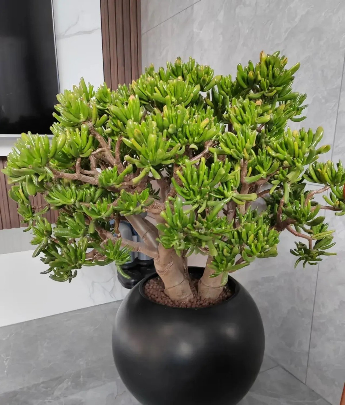 “Cây ngậm tiền”: món quà phong thủy sống cả thập kỷ, lớn lên thành “cổ thụ” giữ của cho gia chủ