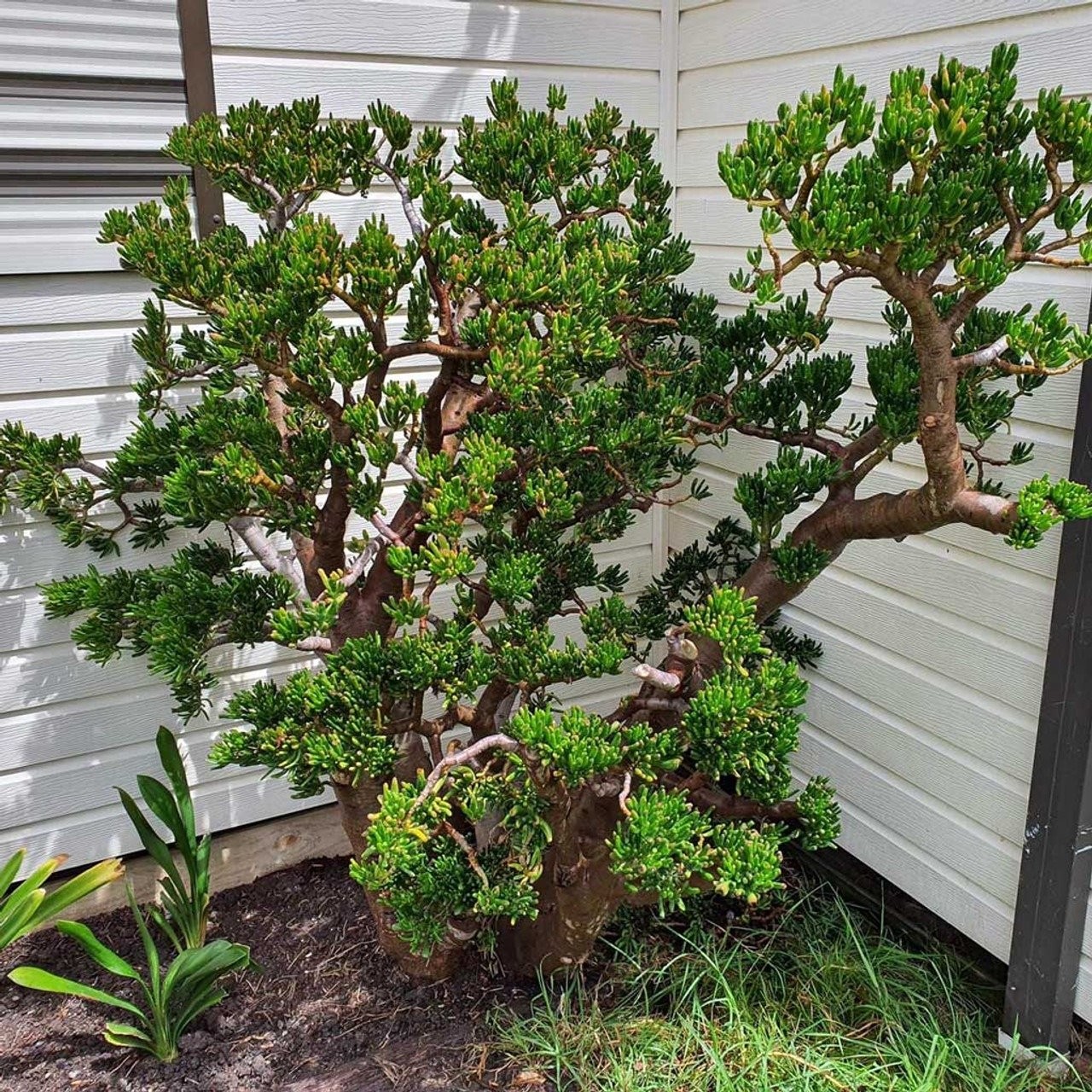 “Cây ngậm tiền”: món quà phong thủy sống cả thập kỷ, lớn lên thành “cổ thụ” giữ của cho gia chủ