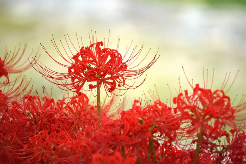 4 loài hoa 