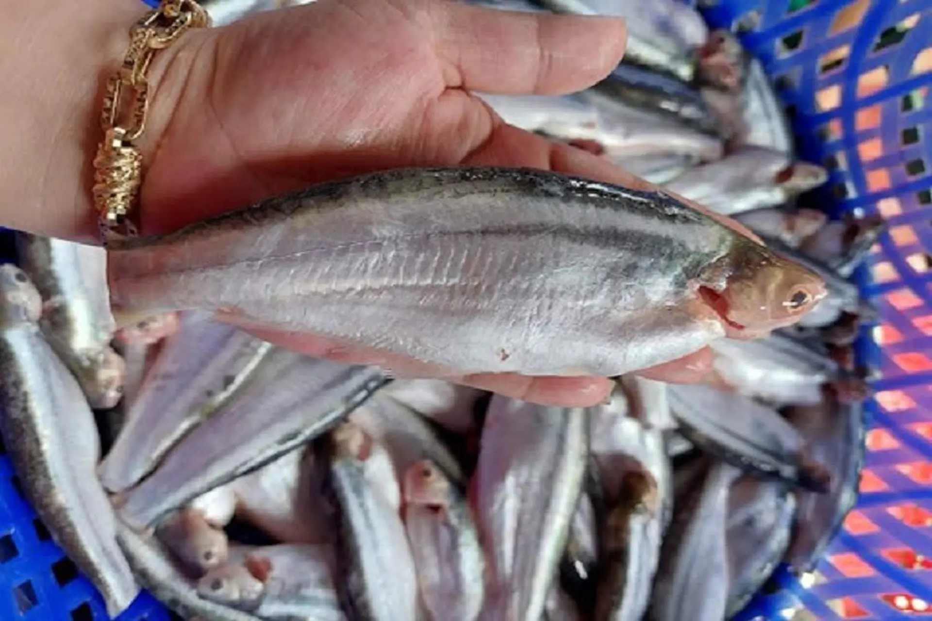 Loại cá nghe tên đã sợ nhưng thành đặc sản vài trăm nghìn/kg, dân phố mê mẩn