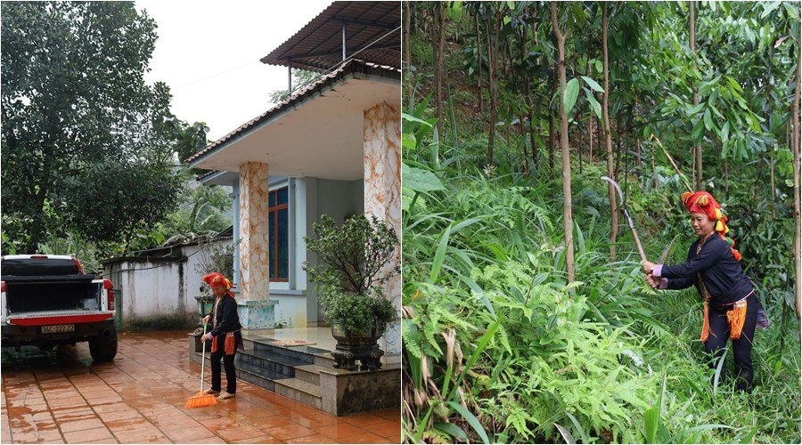 Cây “xước nhẹ thơm lâu” giúp người dân xã vùng cao Lào Cai làm giàu, xây nhà cao tầng, tậu ô tô