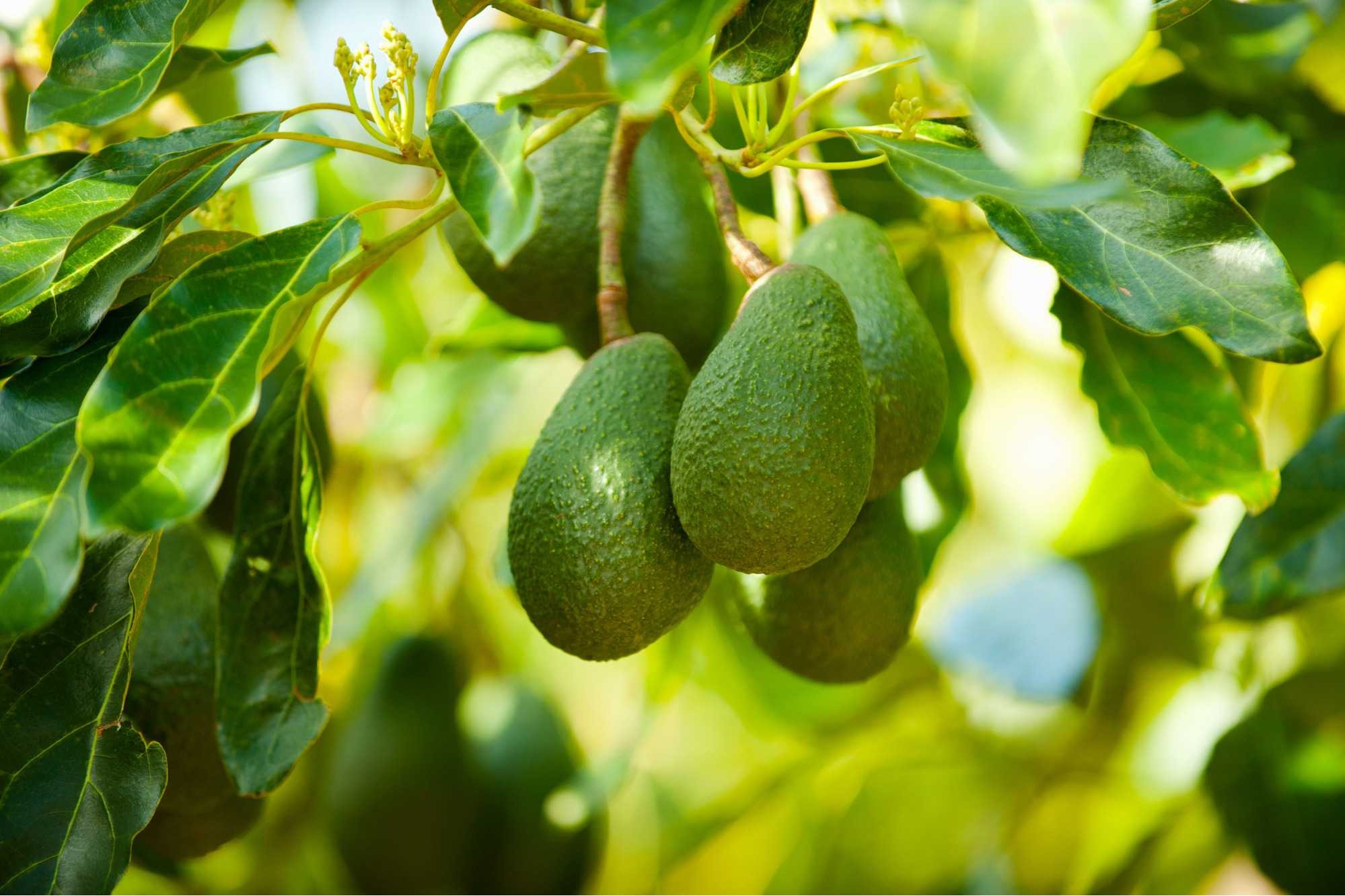 Loại quả được đánh giá là 