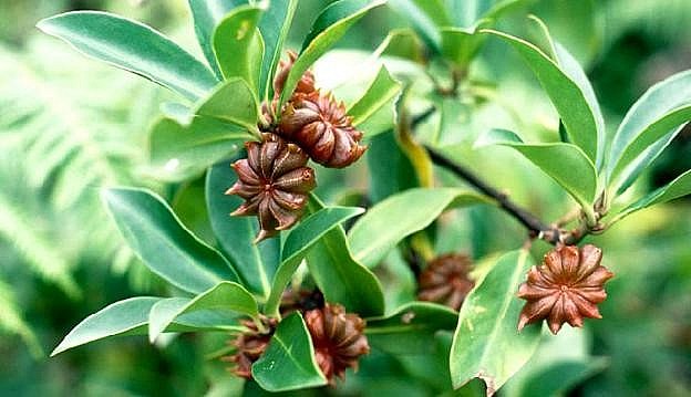 Ấn Độ tăng mạnh nhập khẩu “hoa nghìn tỷ” của Việt Nam - loài cây chỉ vài quốc gia trồng được