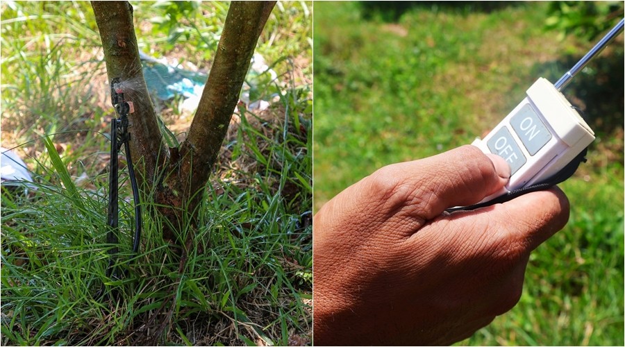 Chàng trai Đà Nẵng cải tạo đất đồi sỏi đá thành vườn cây ăn quả doanh thu tiền tỷ