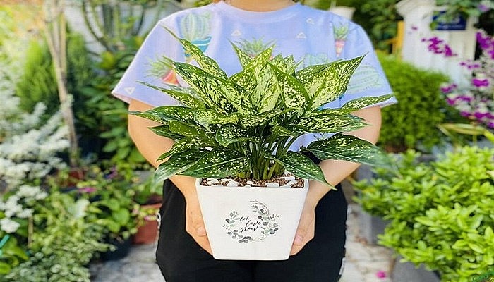 Cổ nhân gợi ý 5 loại cây phong thủy hợp mệnh Kim, vừa tặng vừa trưng đều vượng tài